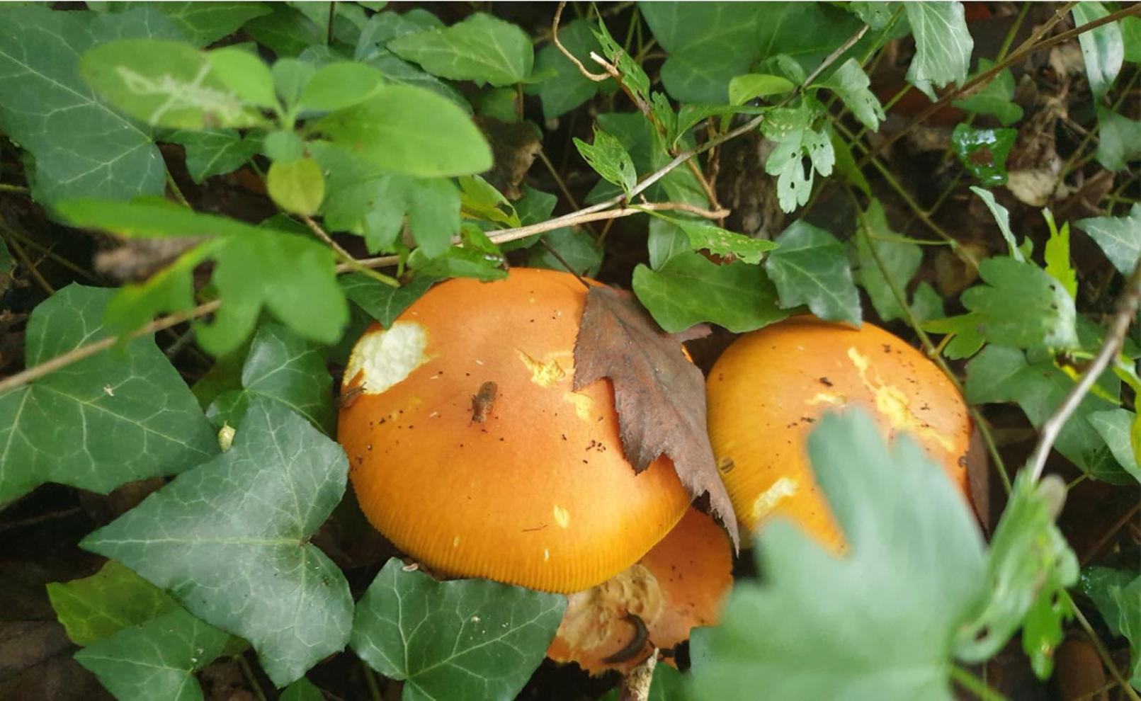 Seuls En Pleine Nature - Gite La Cote Blanche Puygaillard-de-Quercy 外观 照片