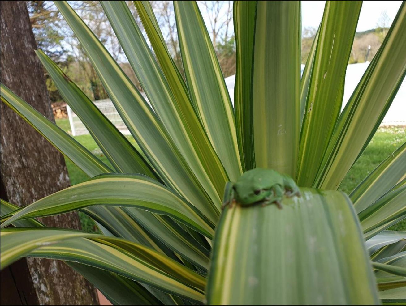 Seuls En Pleine Nature - Gite La Cote Blanche Puygaillard-de-Quercy 外观 照片