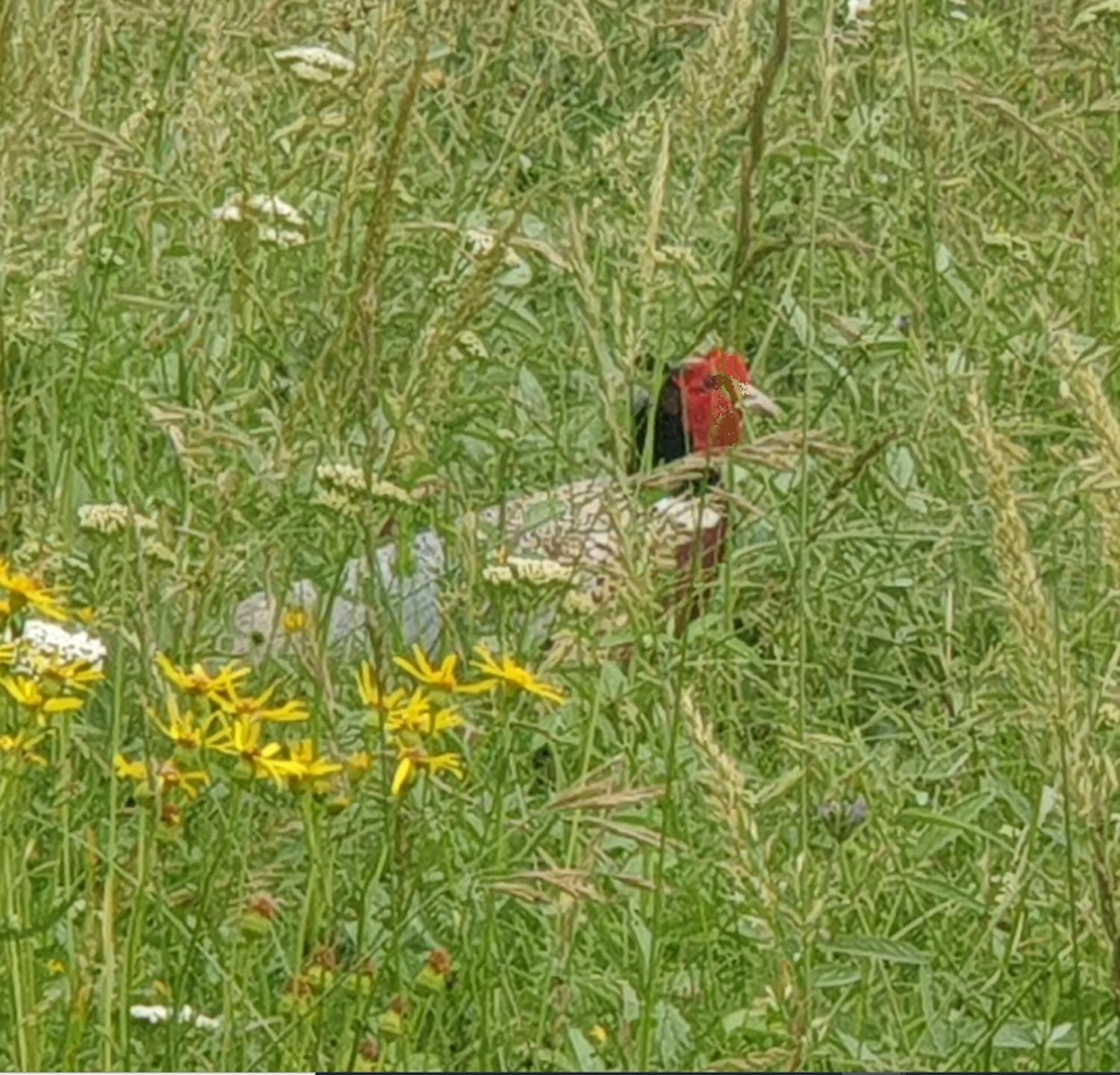 Seuls En Pleine Nature - Gite La Cote Blanche Puygaillard-de-Quercy 外观 照片
